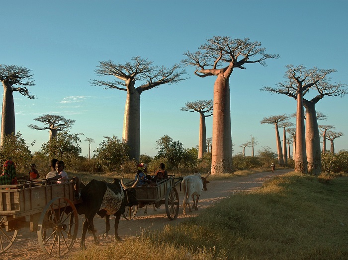 AlleeBaobab Madagaskar