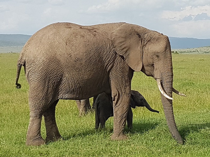 elephant elephant