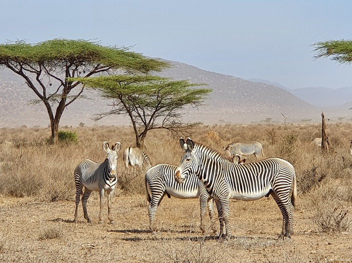 grevy zebra 