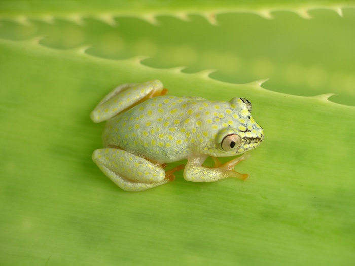 Regenwald Regenwald
